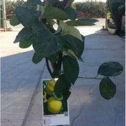 Membrillo Gigante De Portugal -Jardín Y Exteriores membrillo gigante de portugal 2
