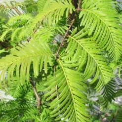 Metasecuoya. Metasequoia Glyptostroboides -Jardín Y Exteriores metasequoia glyptostroboides 1