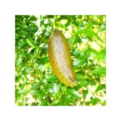 Microcitrus Australasica Fruta Rosa -Jardín Y Exteriores microcitrus australasica fruta rosa 2