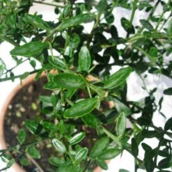 Microcitrus Australasica Fruta Rosa -Jardín Y Exteriores microcitrus australasica fruta rosa 4