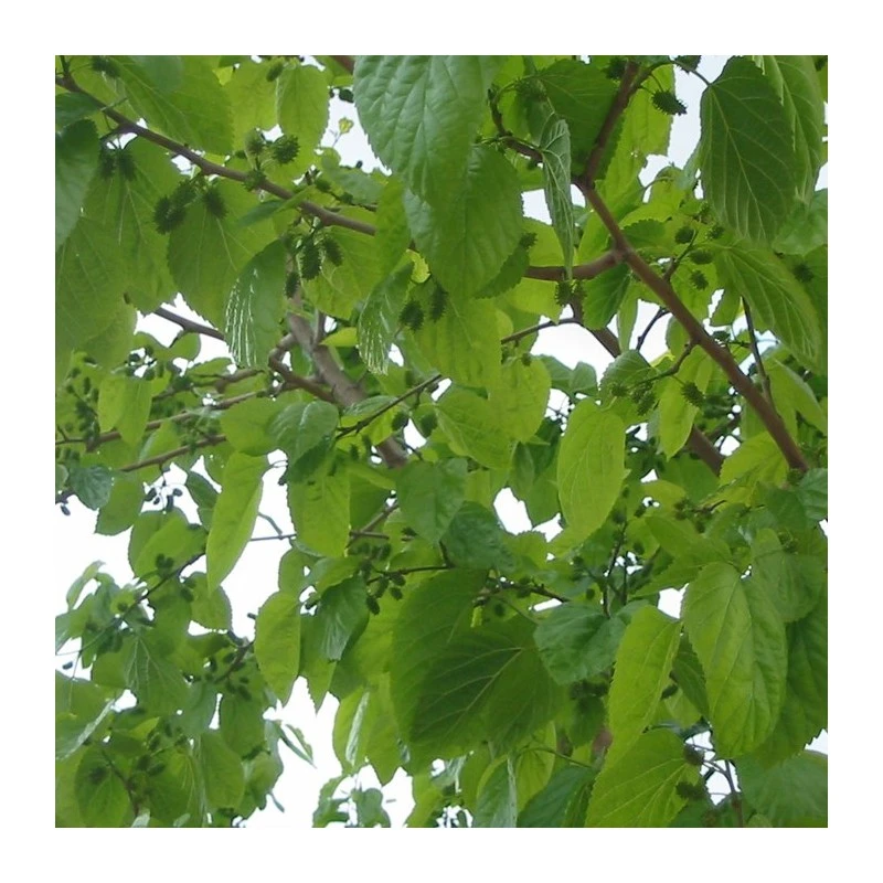 Morus Milanowek 1 Morus Milanowek