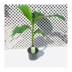 Musa Basjoo -Jardín Y Exteriores musa basjoo 2