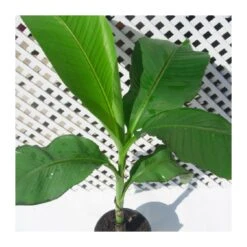 Musa Basjoo -Jardín Y Exteriores musa basjoo 3