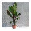Musa Ensete Ventricosum Maurelii