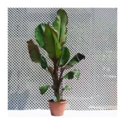 Musa Ensete Ventricosum Maurelii