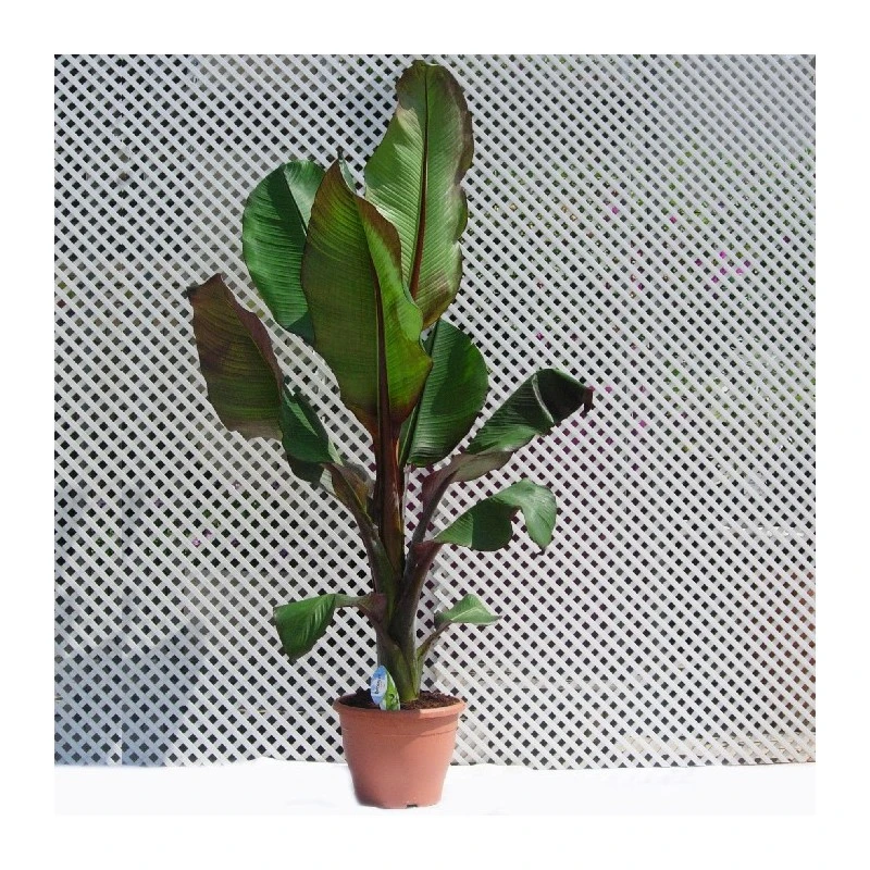 Musa Ensete Ventricosum Maurelii 1 Musa Ensete Ventricosum Maurelii