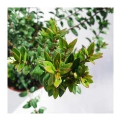 Myrtus Communis Tarentina