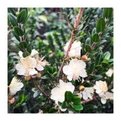 Myrtus Communis Tarentina Copa -Jardín Y Exteriores myrtus communis tarentina copa 2