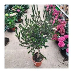 Myrtus Communis Tarentina Copa -Jardín Y Exteriores myrtus communis tarentina copa 3