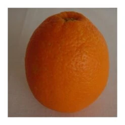 Naranjo Imperial -Jardín Y Exteriores naranjo imperial 2