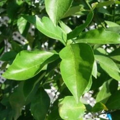 Naranjo Salustiana -Jardín Y Exteriores naranjo salustiana 2