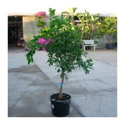 Naranjo Valencia Delta Seedless