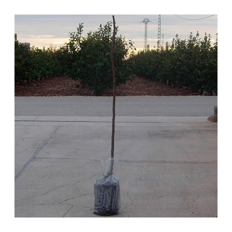 Nashi Sinseki 2 Nashi Sinseki - Imagen 2