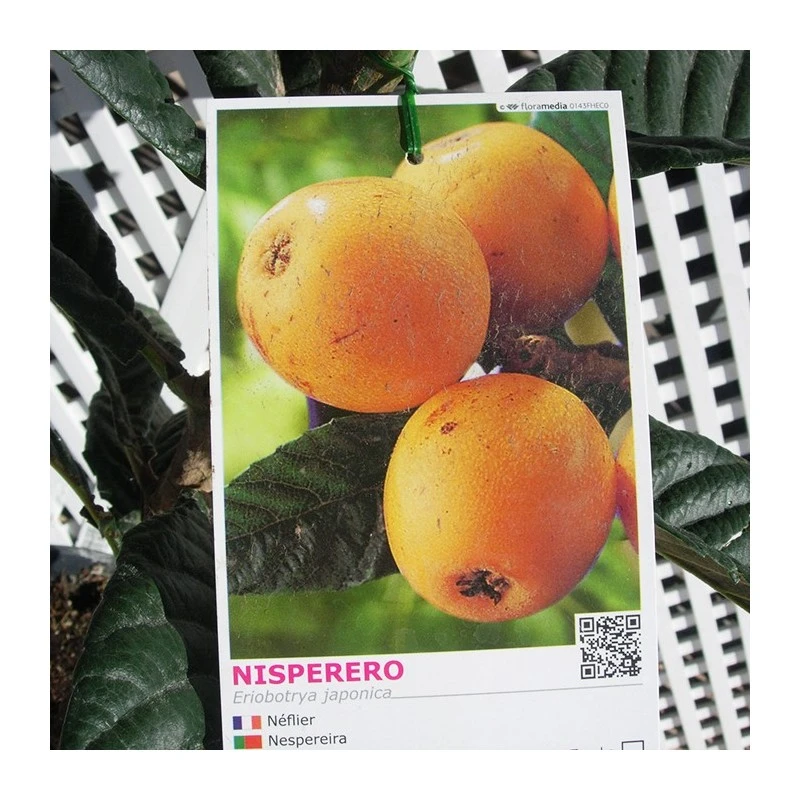 Níspero Tanaka 2 Níspero Tanaka - Imagen 2