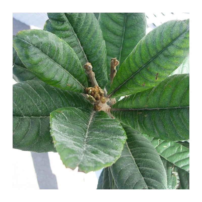 Níspero Tanaka 3 Níspero Tanaka - Imagen 3