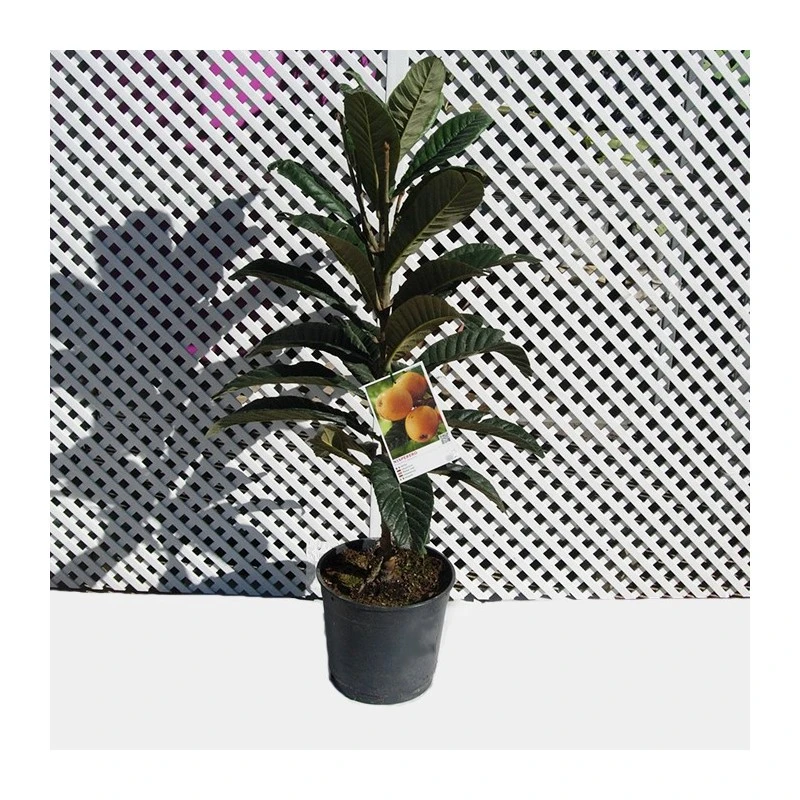 Níspero Tanaka 1 Níspero Tanaka