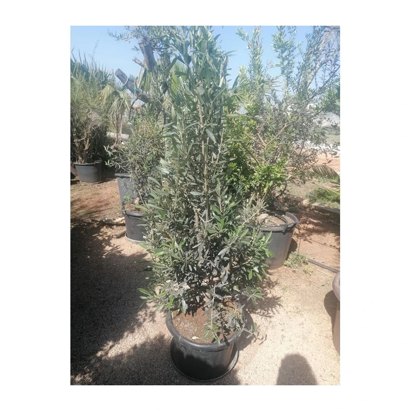 Olivera Forma Piramide Ejemplar 2 Olivera Forma Piramide Ejemplar - Imagen 2