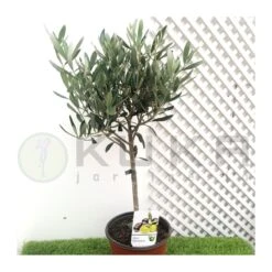 Olivo En Forma De Copa -Jardín Y Exteriores olivo en forma de copa 2