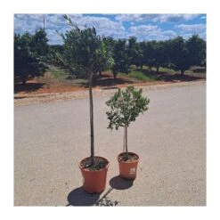 Olivo En Forma De Copa -Jardín Y Exteriores olivo en forma de copa 3