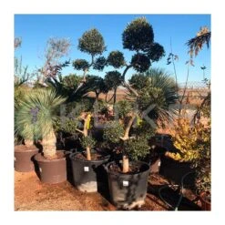 Olivo Recortado Con Formas De Bolas