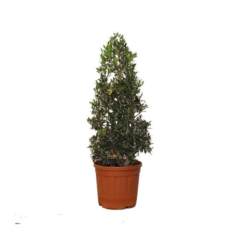 Olivera Forma Piramide Ejemplar 1 Olivera Forma Piramide Ejemplar