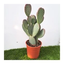 Opuntia Microdasys Rojo