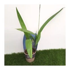 Orquídea Bletilla Striata -Jardín Y Exteriores orquidea bletilla striata 2