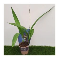 Orquídea Bletilla Striata -Jardín Y Exteriores orquidea bletilla striata 3