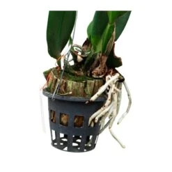 Orquídea Cattleya Sin Flores Compra 2 Y Paga 1 -Jardín Y Exteriores orquidea cattleya sin flores compra 2 y paga 1 4