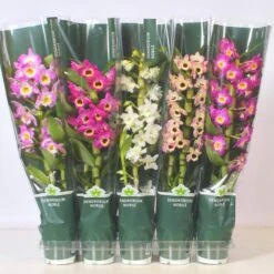 Orquidea Dendrobium Nobile Variado Sin Flor Compra 2 Y Paga 1