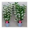 Orquidea Dendrobium Nobile Blanca Sin Flor Compra 2 Y Paga 1
