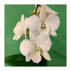 Orquidea Dendrobium Sa-Nook Variado -Jardín Y Exteriores orquidea dendrobium sa nook 1 2