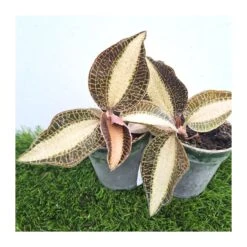 Orquídea Macodes Petola -Jardín Y Exteriores orquidea macodes petola 4