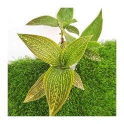 Orquídea Macodes Petola -Jardín Y Exteriores orquidea macodes petola 5