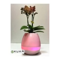 Orquídea Natural Con Música -Jardín Y Exteriores orquidea natural con musical 3