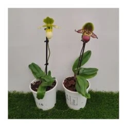 Orquídea Paphiopedilum Pinocchio -Jardín Y Exteriores orquidea paphiopedilum pinocchio 2