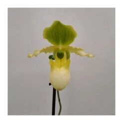 Orquídea Paphiopedilum Pinocchio