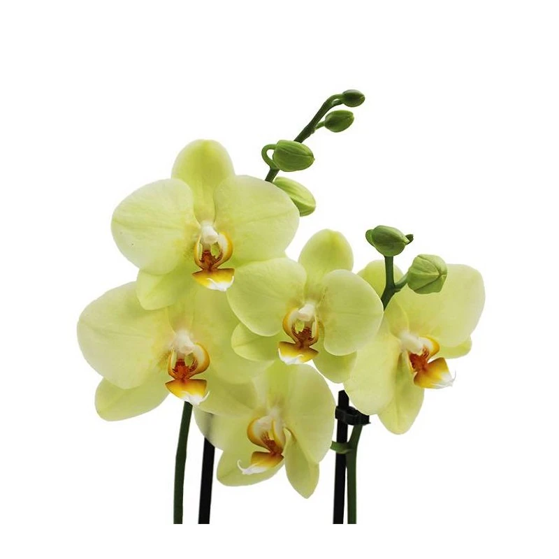 Orquidea Phalaenopsis 6 Orquidea Phalaenopsis - Imagen 6