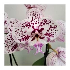 Orquídea Phalaenopsis Cascada Sin Flor COMPRA 2 Y PAGA 1 -Jardín Y Exteriores orquidea phalaenopsis blanca espiral 4