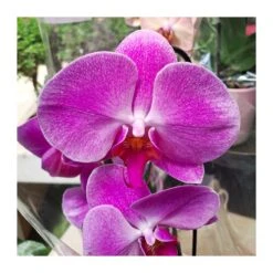 Orquídea Phalaenopsis Cascada Sin Flor COMPRA 2 Y PAGA 1 -Jardín Y Exteriores orquidea phalaenopsis blanca espiral 5