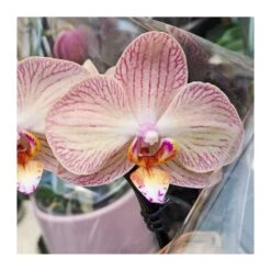 Orquídea Phalaenopsis Cascada Sin Flor COMPRA 2 Y PAGA 1 -Jardín Y Exteriores orquidea phalaenopsis blanca espiral 6