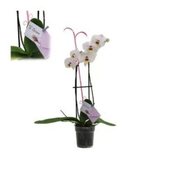 Orquídea Phalaenopsis+ Tutor+ Tarjeta Con Mensaje. -Jardín Y Exteriores orquidea phalaenopsis dos varas tutor tarjeta con mensaje 1