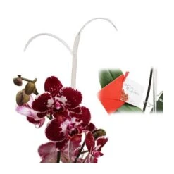 Orquídea Phalaenopsis+ Tutor+ Tarjeta Con Mensaje. -Jardín Y Exteriores orquidea phalaenopsis dos varas tutor tarjeta con mensaje 2