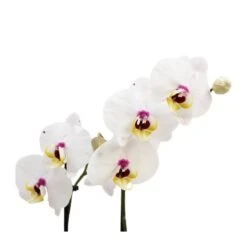 Orquídea Phalaenopsis+ Tutor+ Tarjeta Con Mensaje. -Jardín Y Exteriores orquidea phalaenopsis dos varas tutor tarjeta con mensaje 3