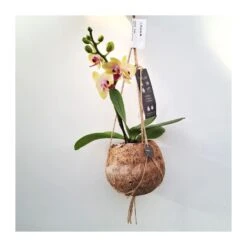 Orquidea Phalaenopsis Mini Kokedama Sin Flor COMPRA 2 Y PAGA 1 -Jardín Y Exteriores orquidea phalaenopsis mini kokedama 2