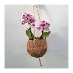 Orquidea Phalaenopsis Mini Kokedama Sin Flor COMPRA 2 Y PAGA 1 -Jardín Y Exteriores orquidea phalaenopsis mini kokedama 4