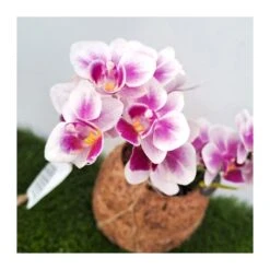 Orquidea Phalaenopsis Mini Kokedama Sin Flor COMPRA 2 Y PAGA 1 -Jardín Y Exteriores orquidea phalaenopsis mini kokedama 5