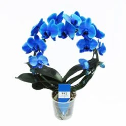 Orquídea Phalaenopsis Royal Blue -Jardín Y Exteriores orquidea phalaenopsis royal blue 2