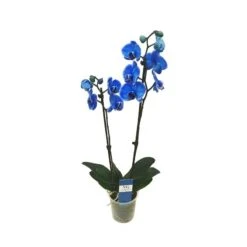 Orquídea Phalaenopsis Royal Blue
