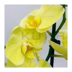 Orquidea Phalaenopsis Royal Yellow -Jardín Y Exteriores orquidea phalaenopsis royal orange 2